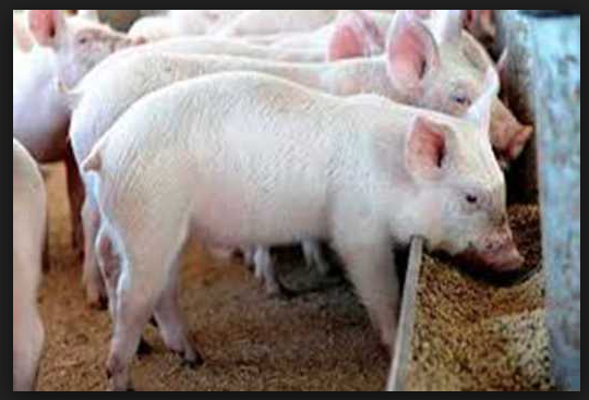 Challenges in feeding high-fiber diets to pigs
