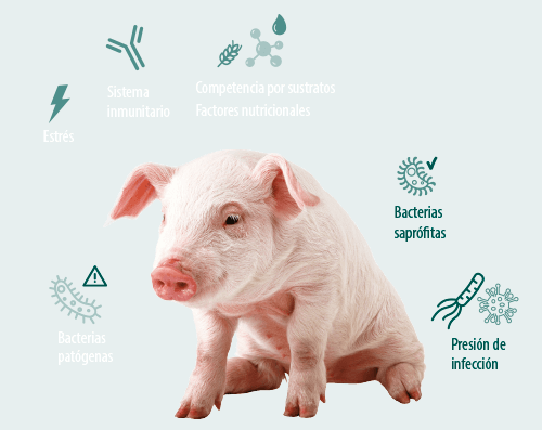 Cerdos microbiota intestinal